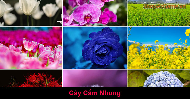 Ý Nghĩa Cây Cẩm Nhung Là Gì?