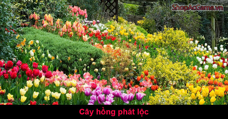 Ý Nghĩa Cây Hồng Phát Lộc Là Gì?