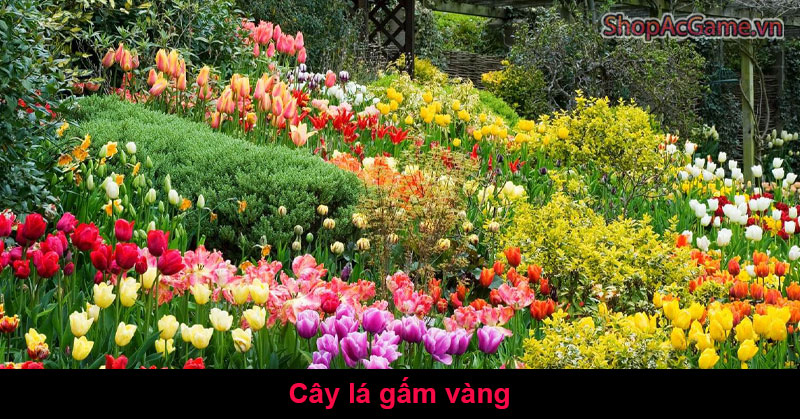 Ý Nghĩa Cây Lá Gấm Vàng Là Gì?