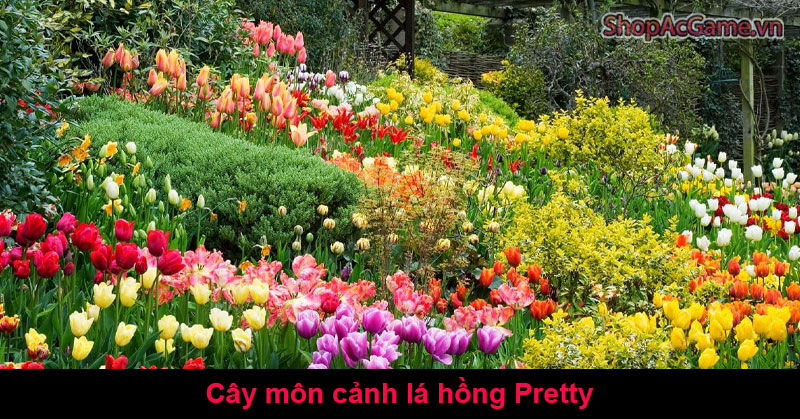 Ý Nghĩa Cây môn cảnh lá hồng Pretty