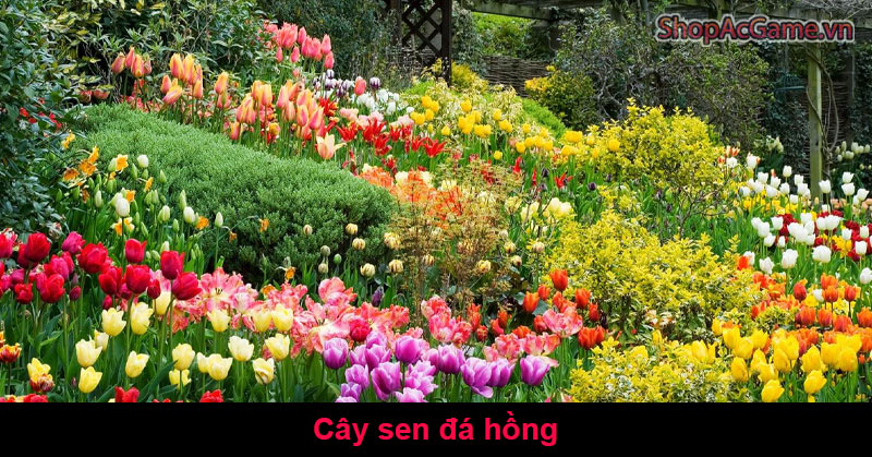 Ý Nghĩa Cây Sen Đá Hồng Là Gì?