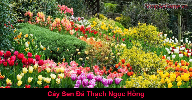 Ý Nghĩa Cây Sen Đá Thạch Ngọc Hồng