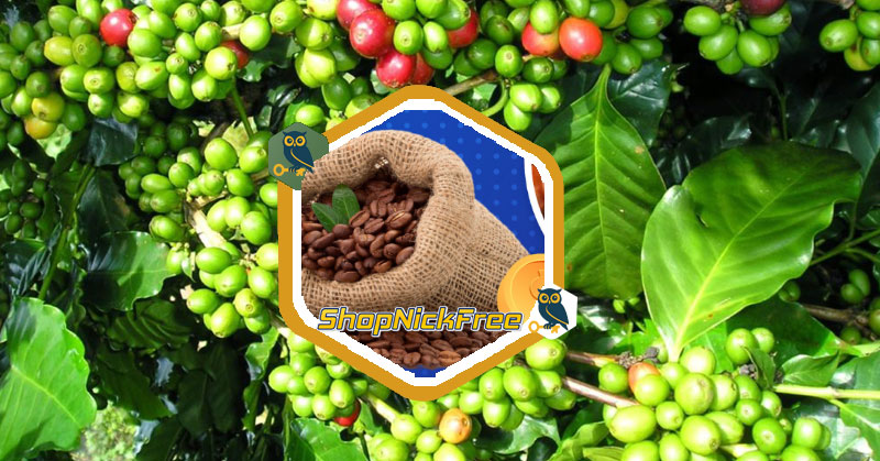 Giá Cà Phê Đắk Lắk - hôm nay ngày 12/6/2025