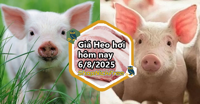 Giá heo hơi trong nước hôm nay 6/08/2025