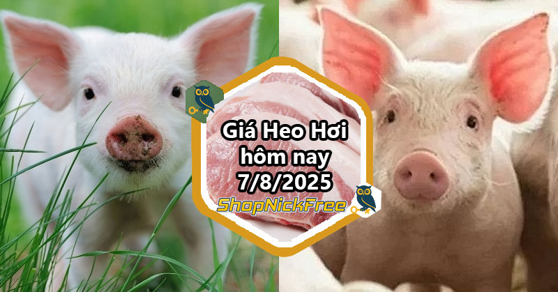 Giá heo hơi trong nước hôm nay 7/08/2025
