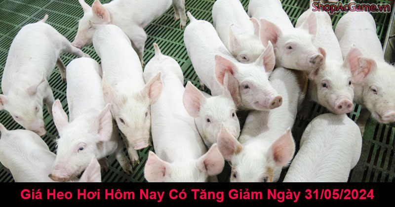 Giá Heo Hơi Hôm Nay Có Tăng Giảm Ngày 31/05/2024