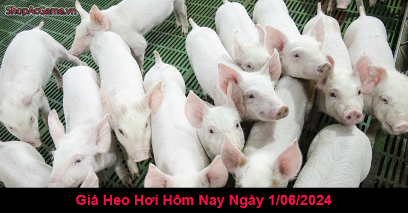 Giá Heo Hơi Hôm Nay Ngày 1/06/2024