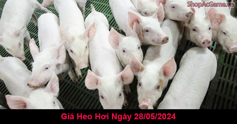 Giá Heo Hơi Hôm Nay Ngày 28/05/2024