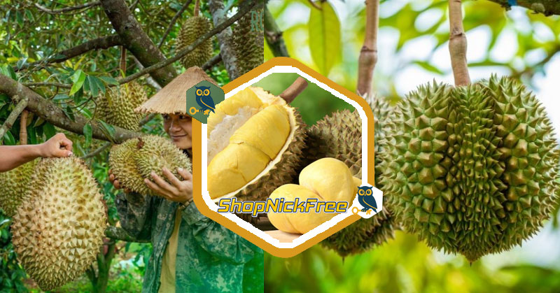 Giá Sầu riêng hôm nay 05/07/2025