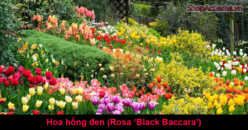 Ý Nghĩa Hoa Hồng Đen (Rosa ‘Black Baccara’)