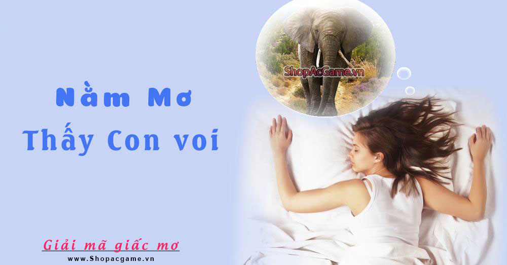 Nằm mơ thấy con voi hên hay xui - Điềm báo gì? Đánh con gì?