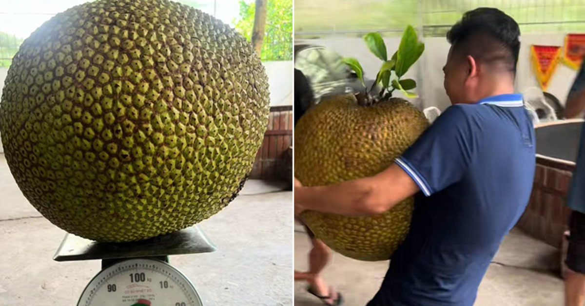 Hải Dương quả mít “khủng” 55kg khiến chủ nhà bê "ná thở"