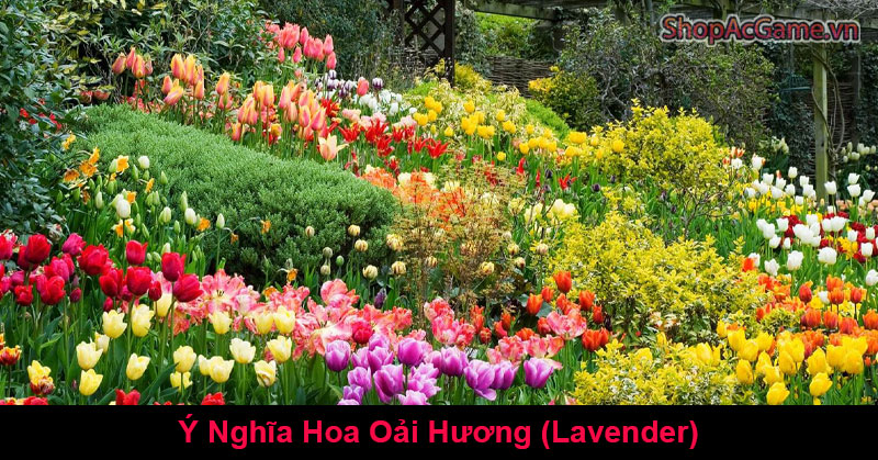 Ý Nghĩa Hoa Oải Hương (Lavender)